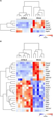 Alterations in tryptophan metabolism and de novo NAD+ biosynthesis within the microbiota-gut-brain axis in chronic intestinal inflammation